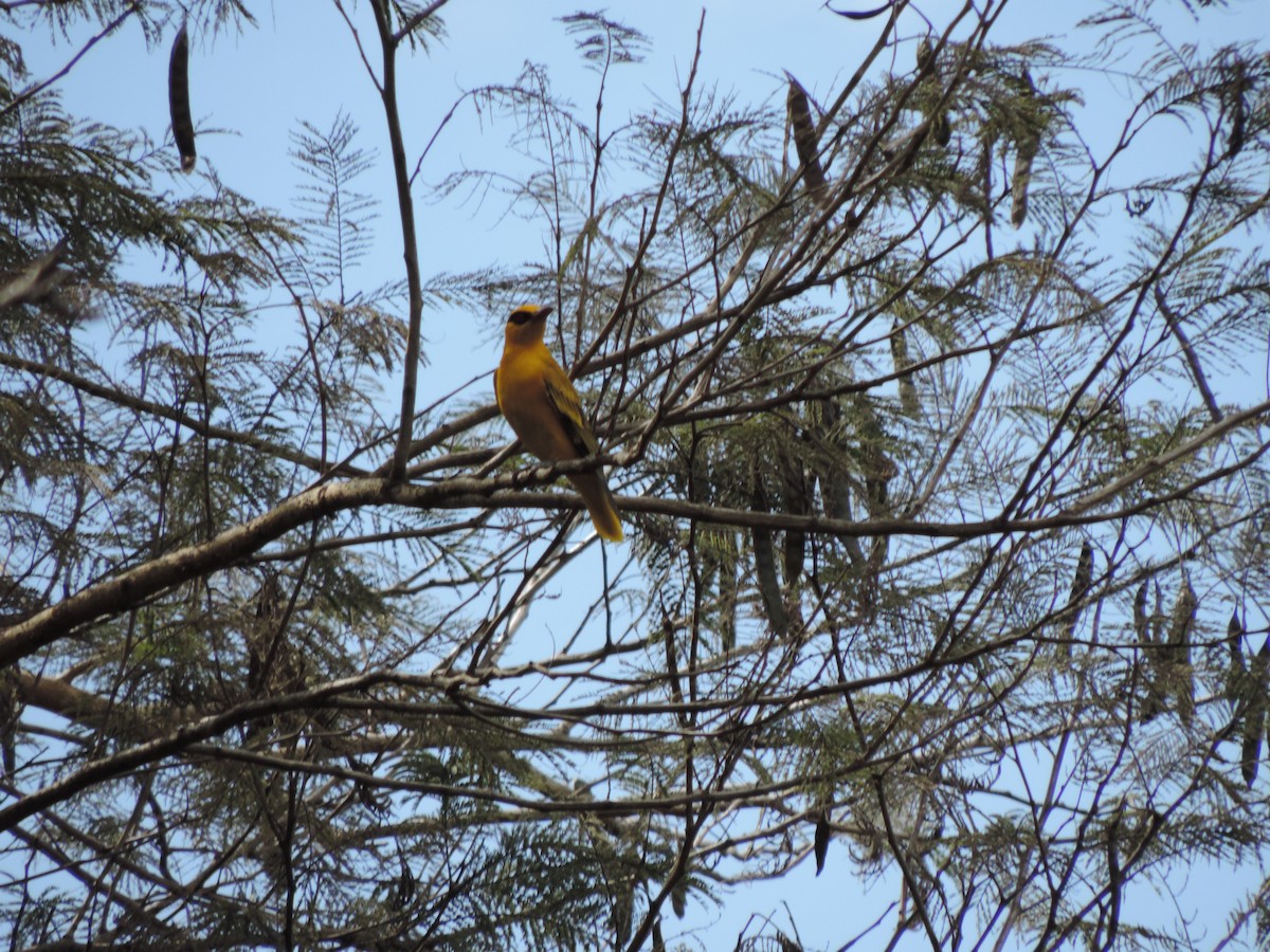 African Golden Oriole - ML186223771