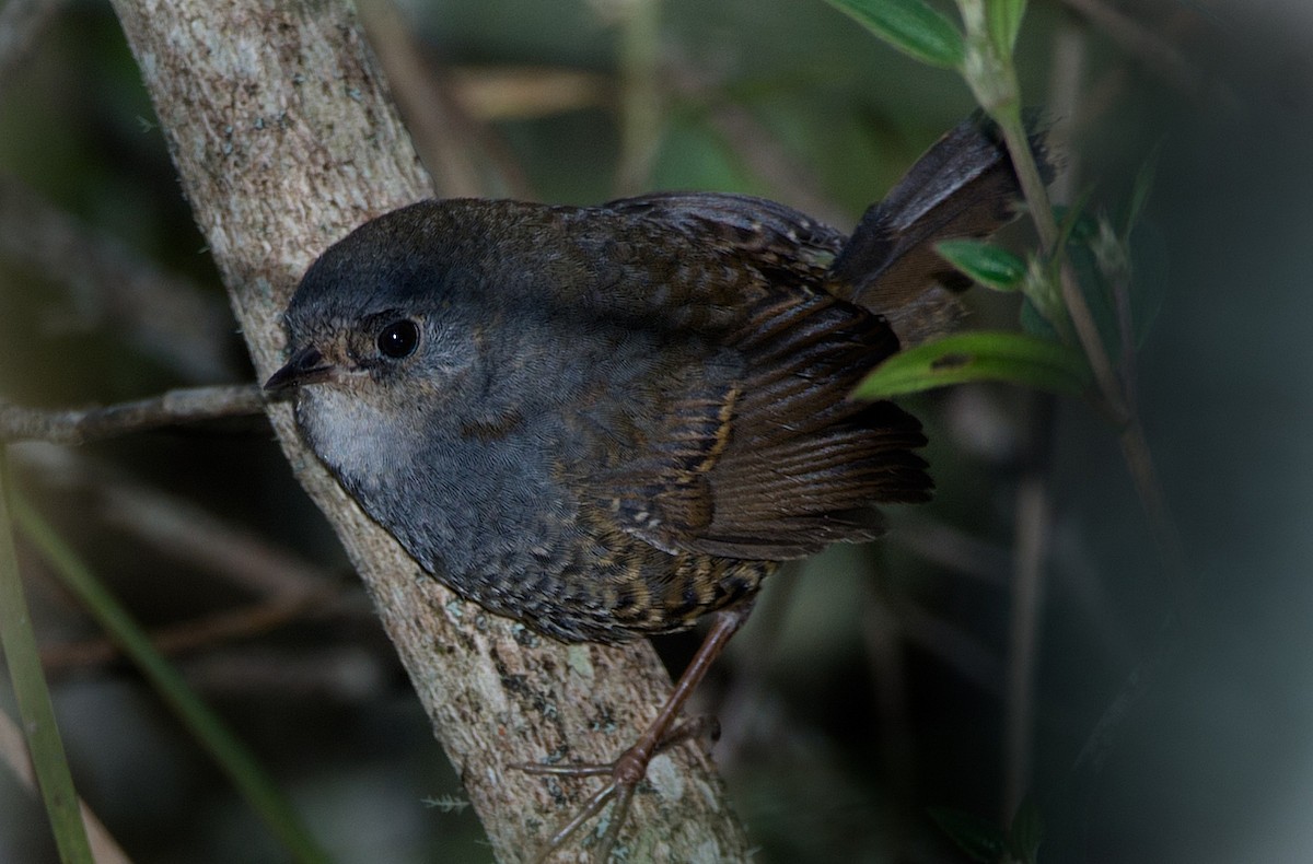 Mouse-colored Tapaculo - LUCIANO BERNARDES