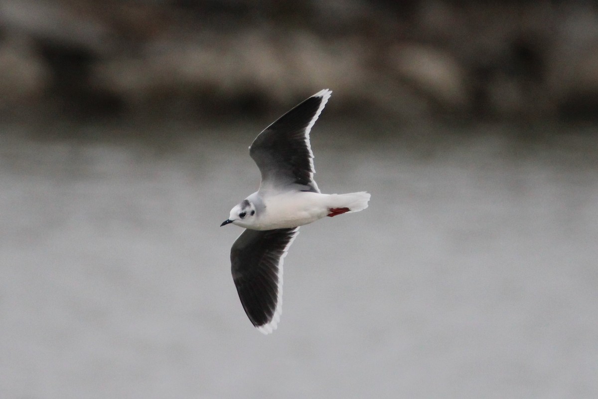 Little Gull - Patrick Sysiong