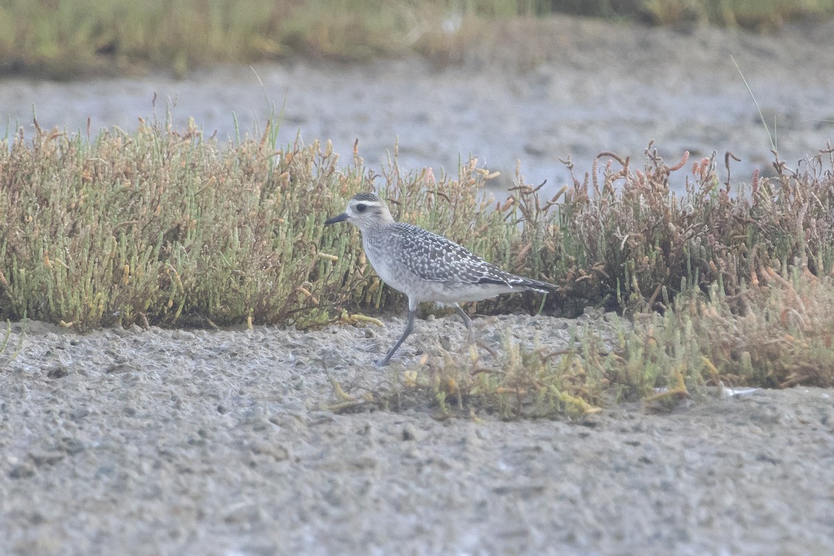 American Golden-Plover - ML186225181