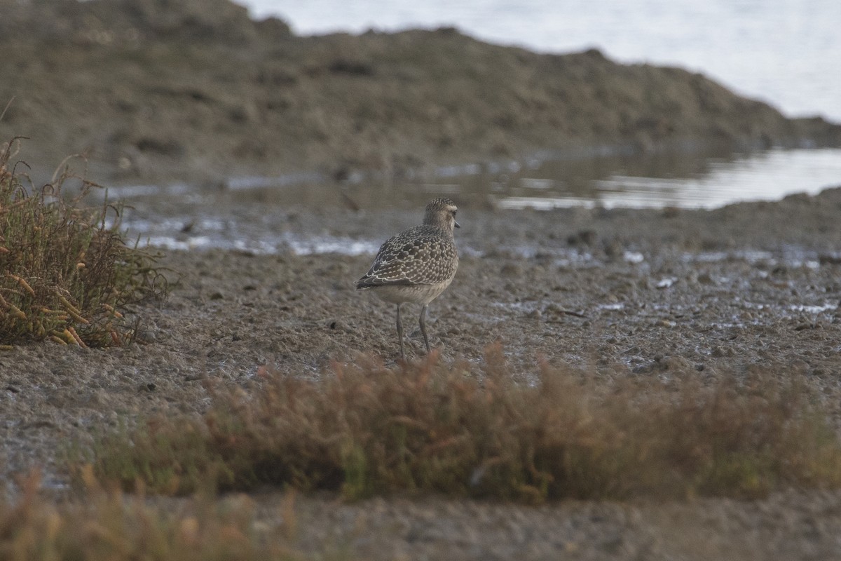 American Golden-Plover - ML186225521