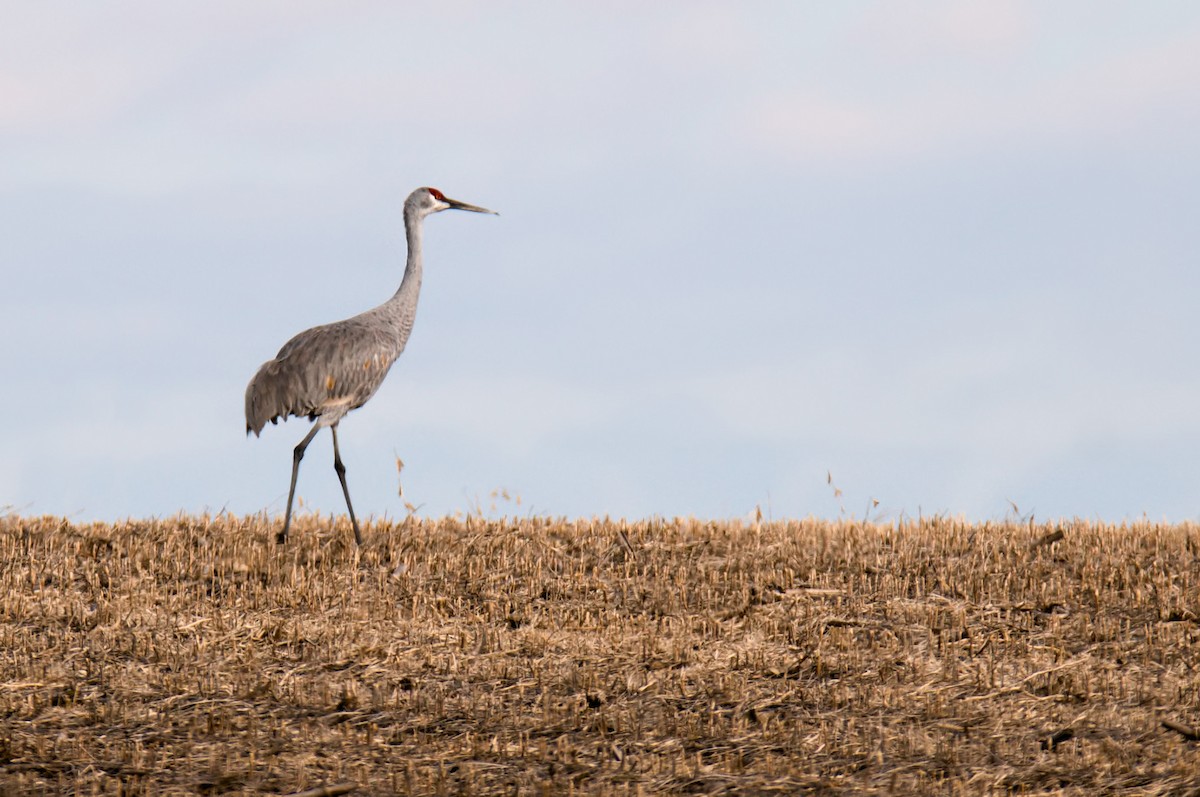 Sandhill Crane - ML186225721