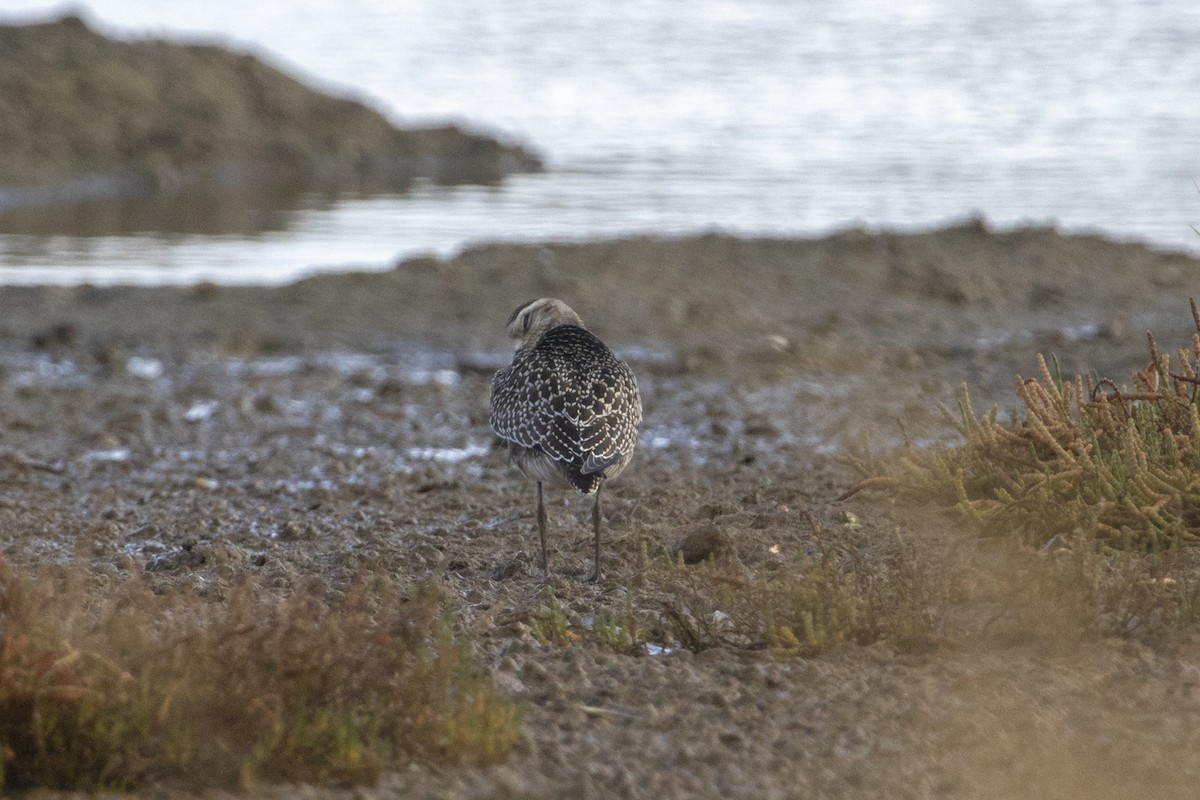 American Golden-Plover - ML186226101