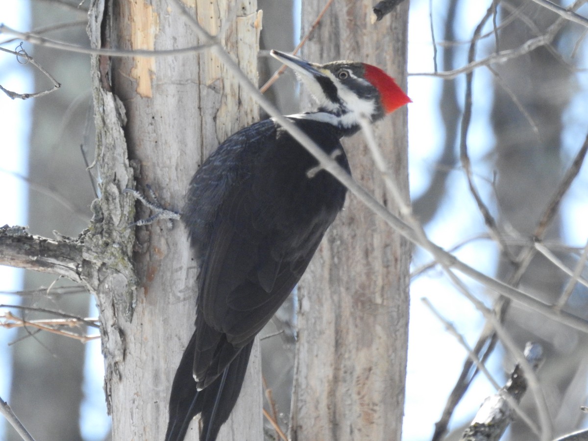 Pileated Woodpecker - ML186226221