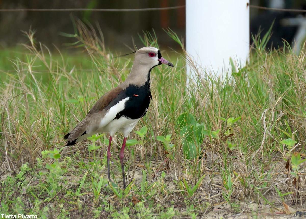 Southern Lapwing - ML186226431