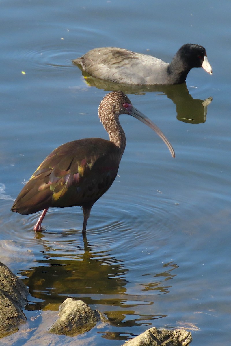 ibis americký - ML186229481