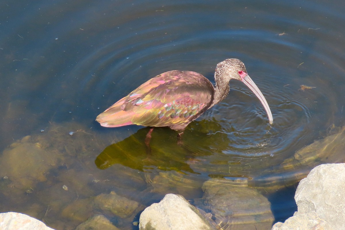 ibis americký - ML186229511