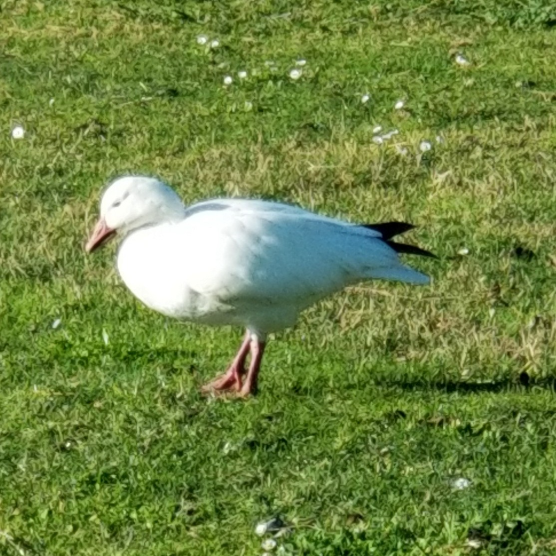 Snow Goose - Frances Dupont