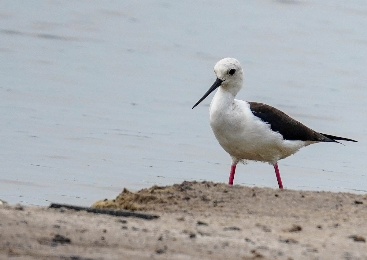 Black-winged Stilt - LA Phanphon