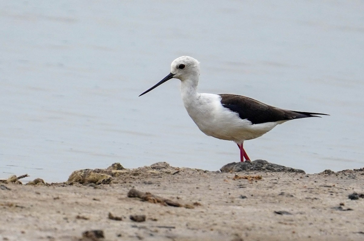 Black-winged Stilt - LA Phanphon