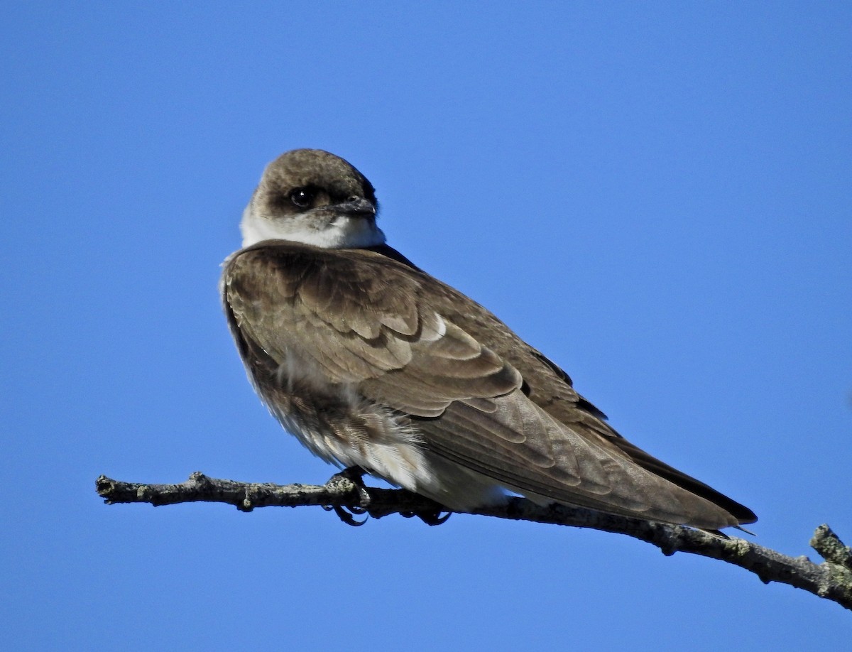 Brown-chested Martin - ML186234311