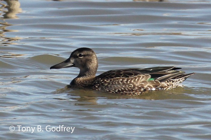 Green-winged Teal - ML186235411