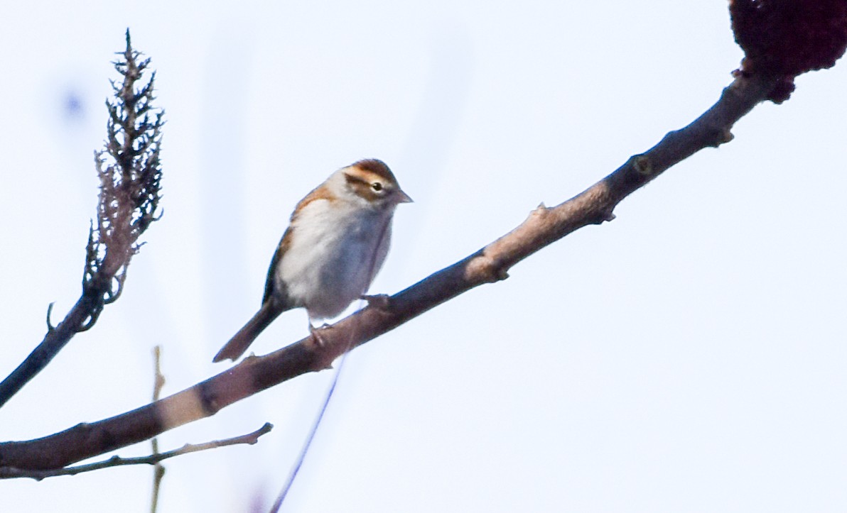 Chipping Sparrow - ML186236861