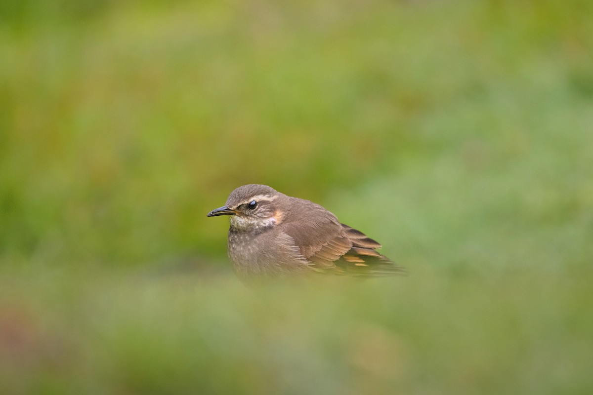 Buff-winged Cinclodes - ML186237411