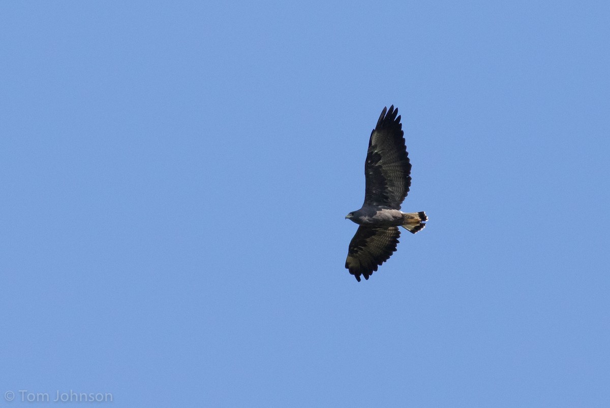 Weißschwanzbussard - ML186238691