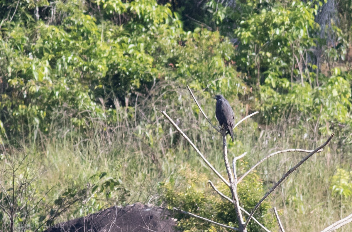 White-tailed Hawk - Tom Johnson