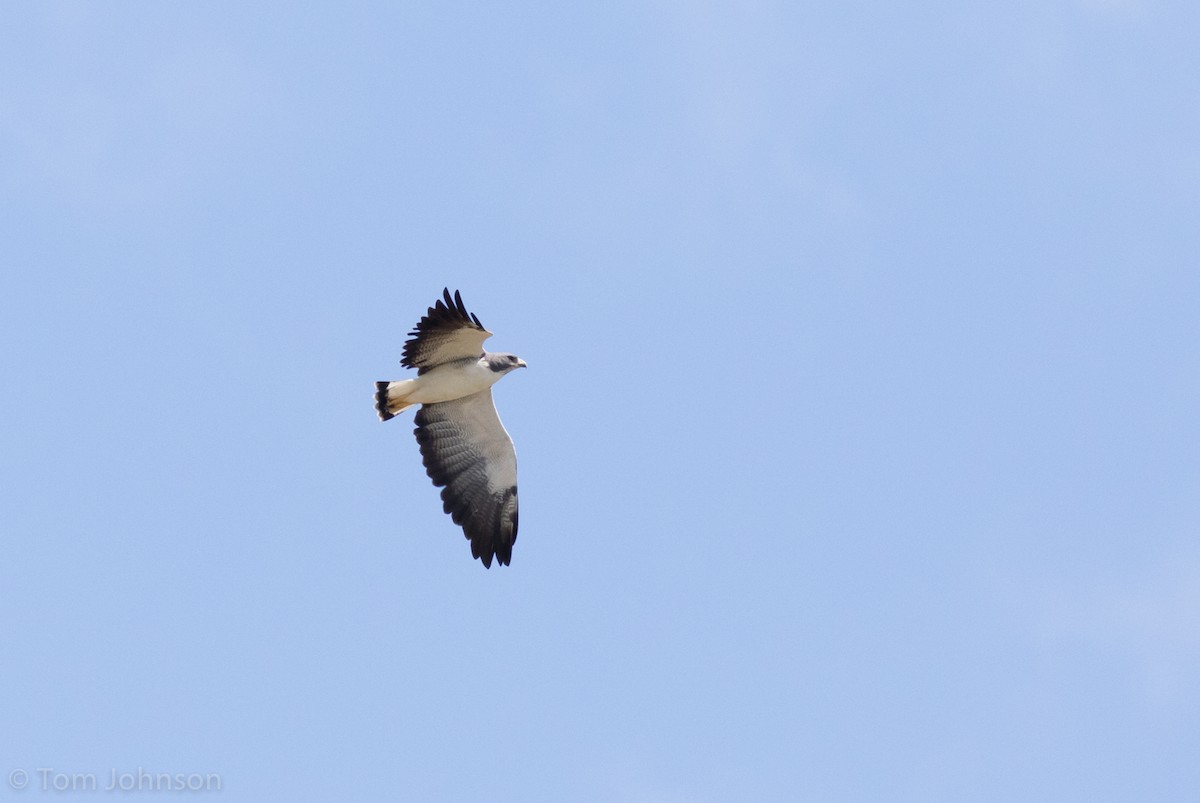 White-tailed Hawk - ML186239281