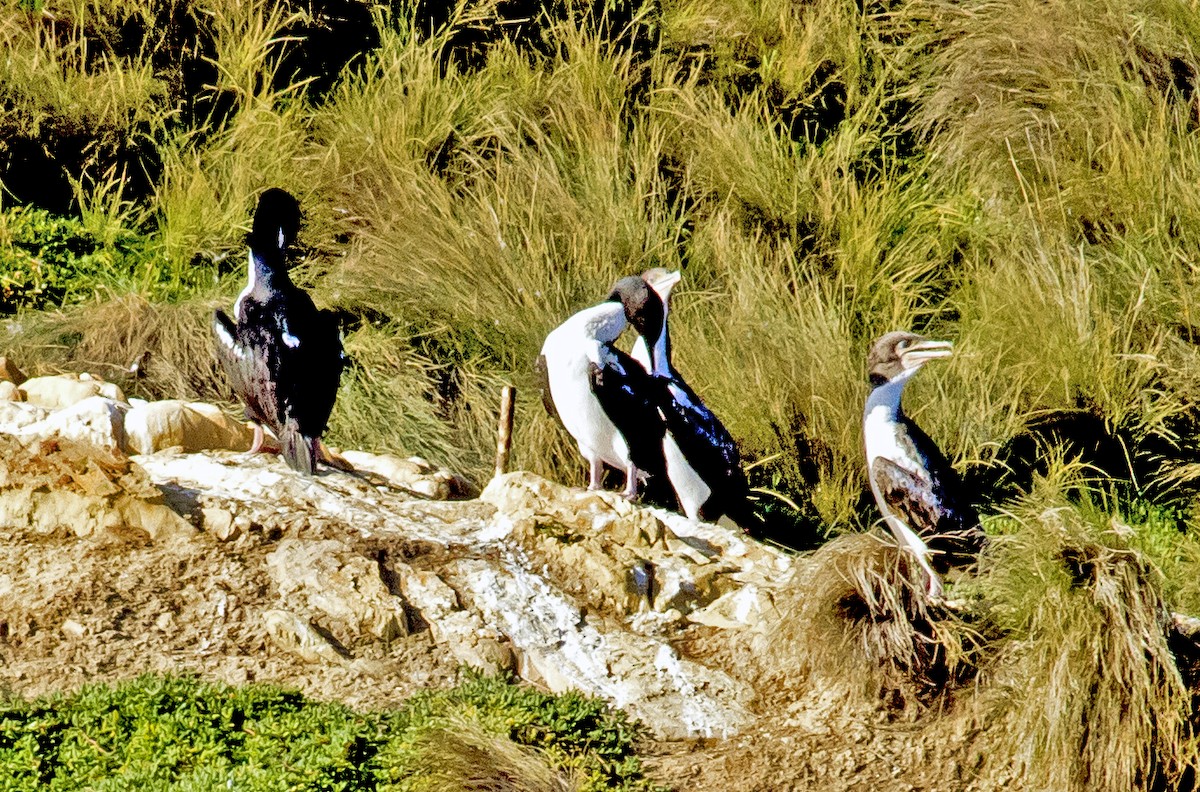 New Zealand King Shag - ML186242781