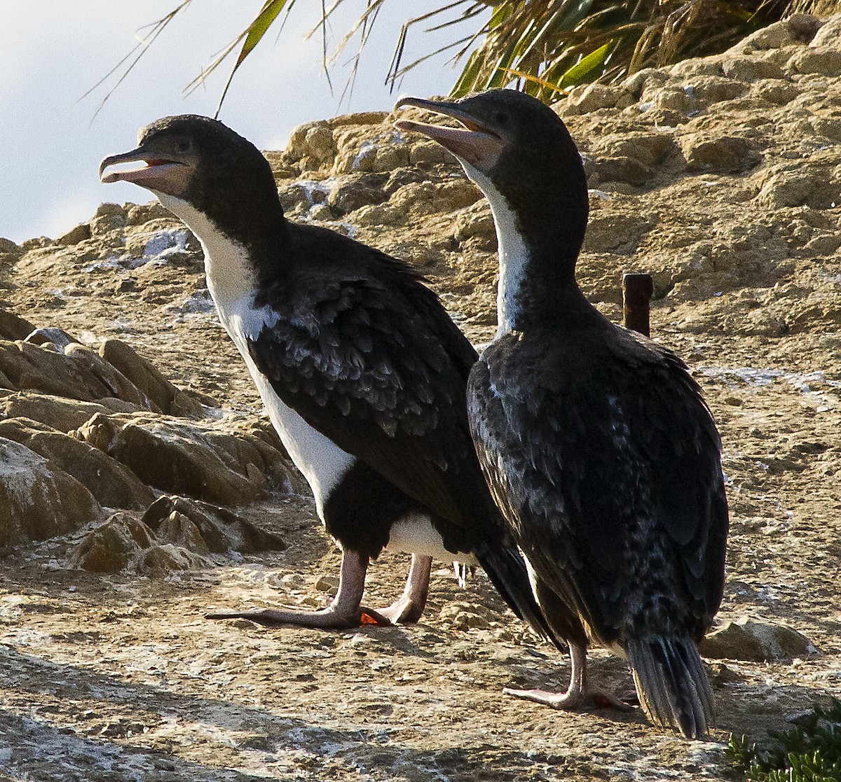 New Zealand King Shag - ML186243381