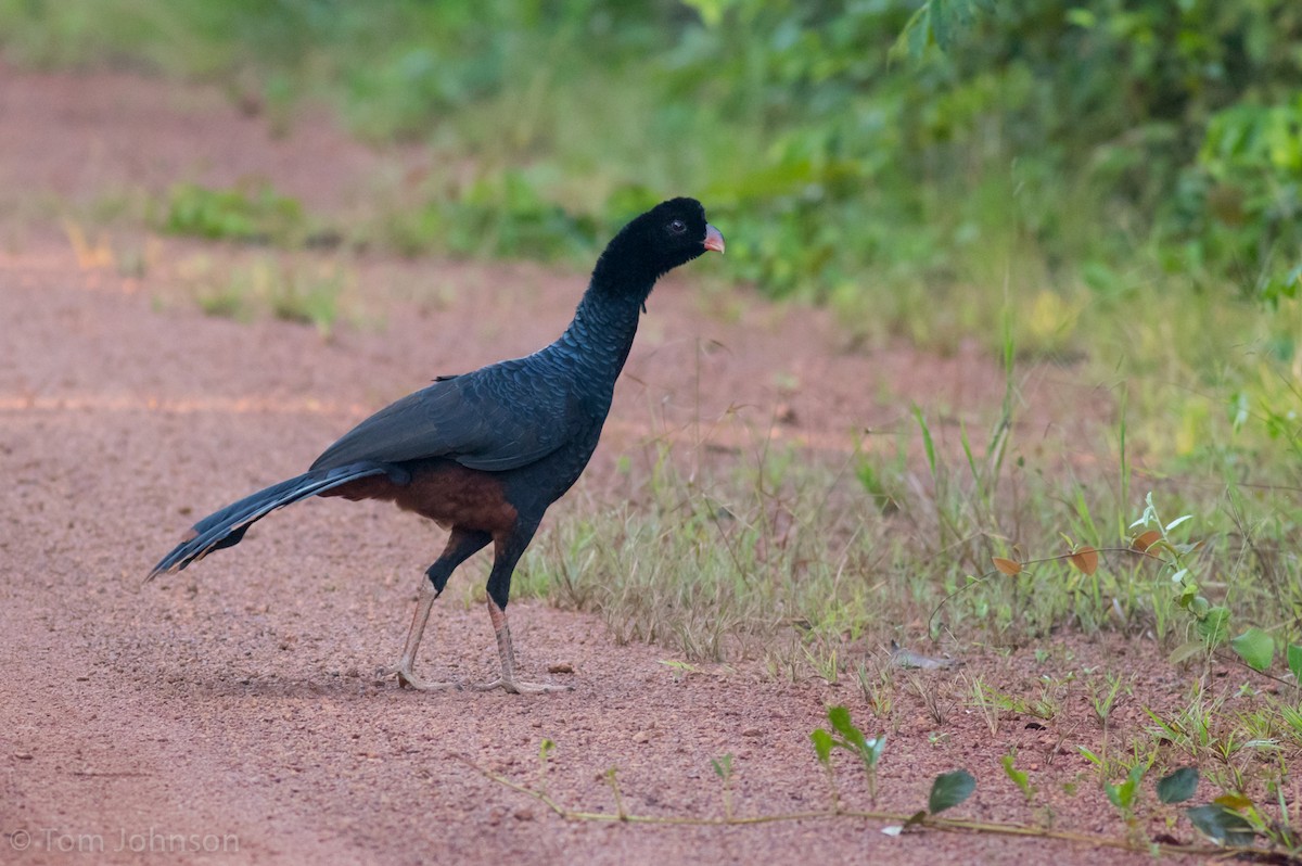 Crestless Curassow - ML186243681