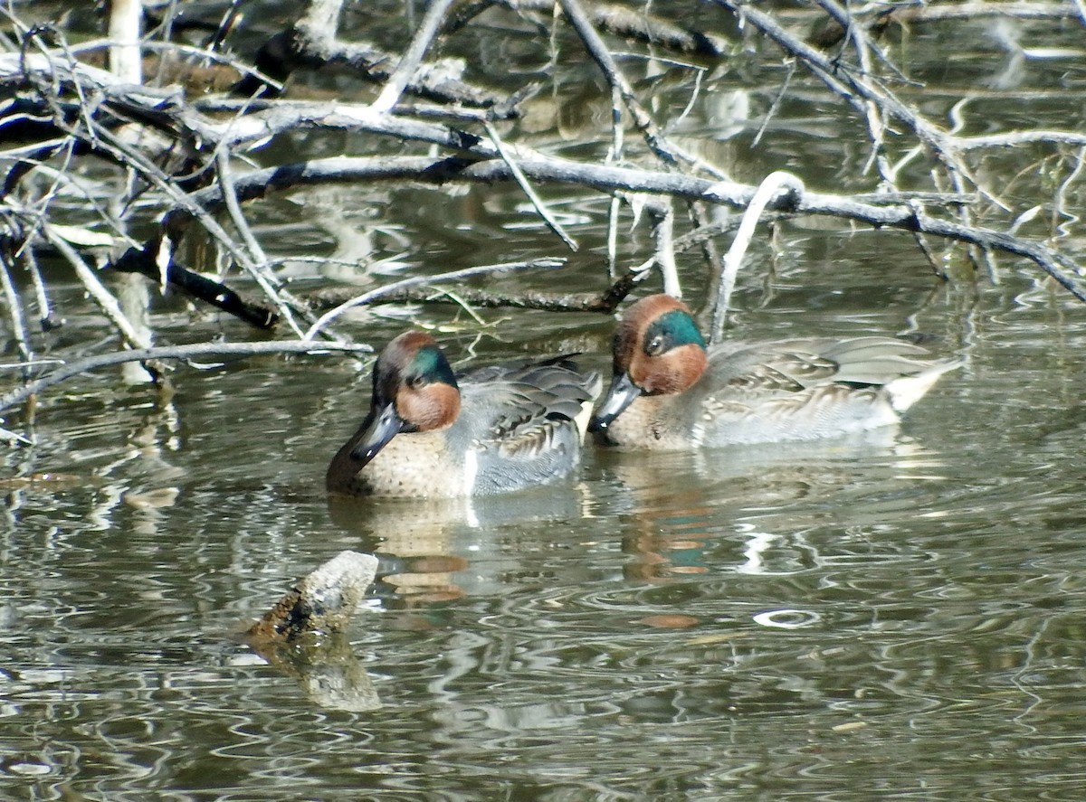 Green-winged Teal - Rene Laubach