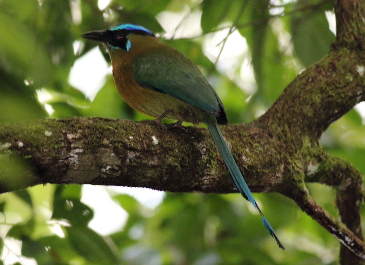 Lesson's Motmot - ML186245571