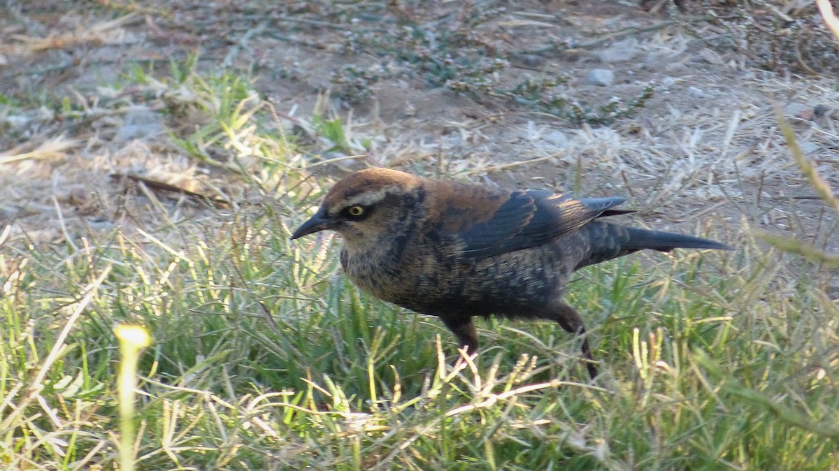 Rusty Blackbird - ML186245621