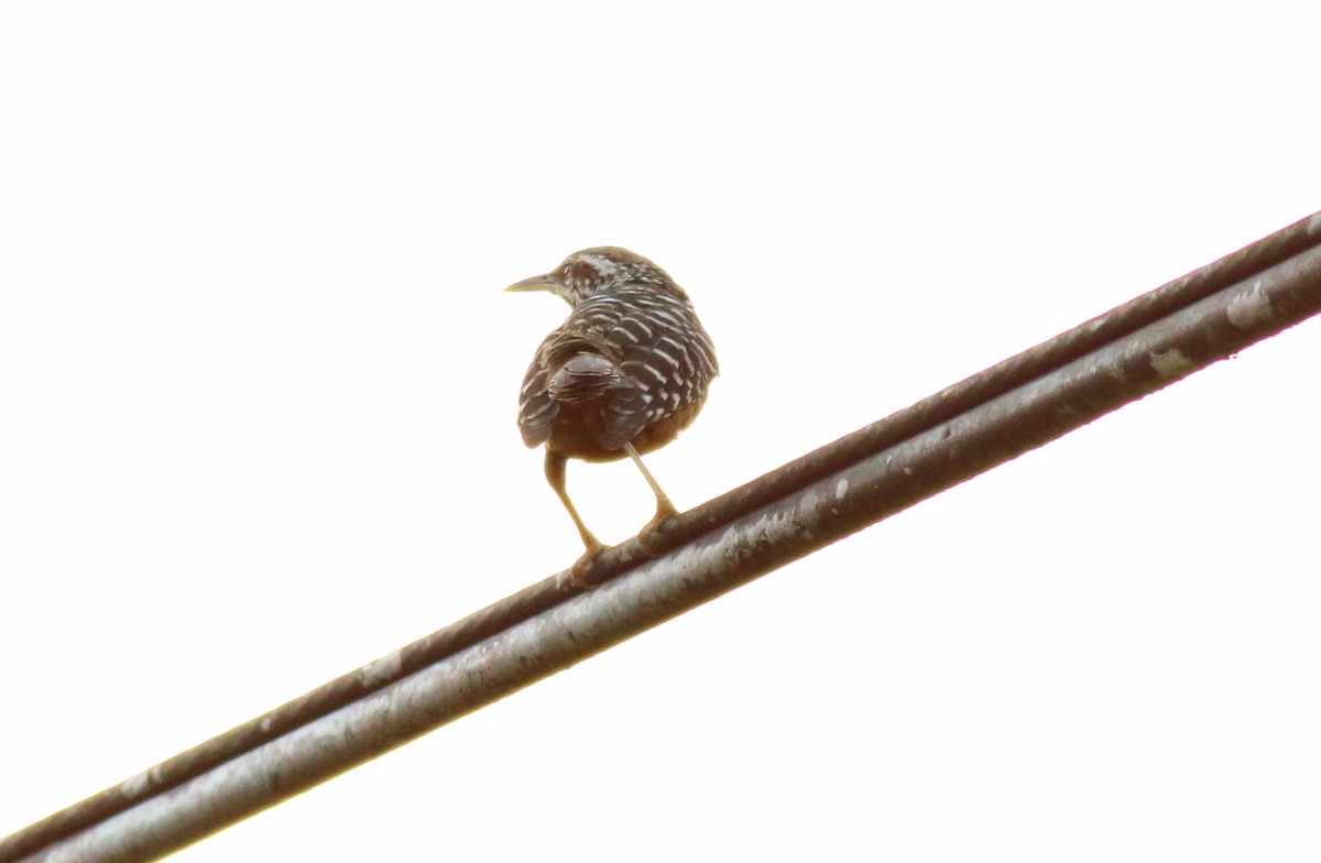 Band-backed Wren - ML186245761