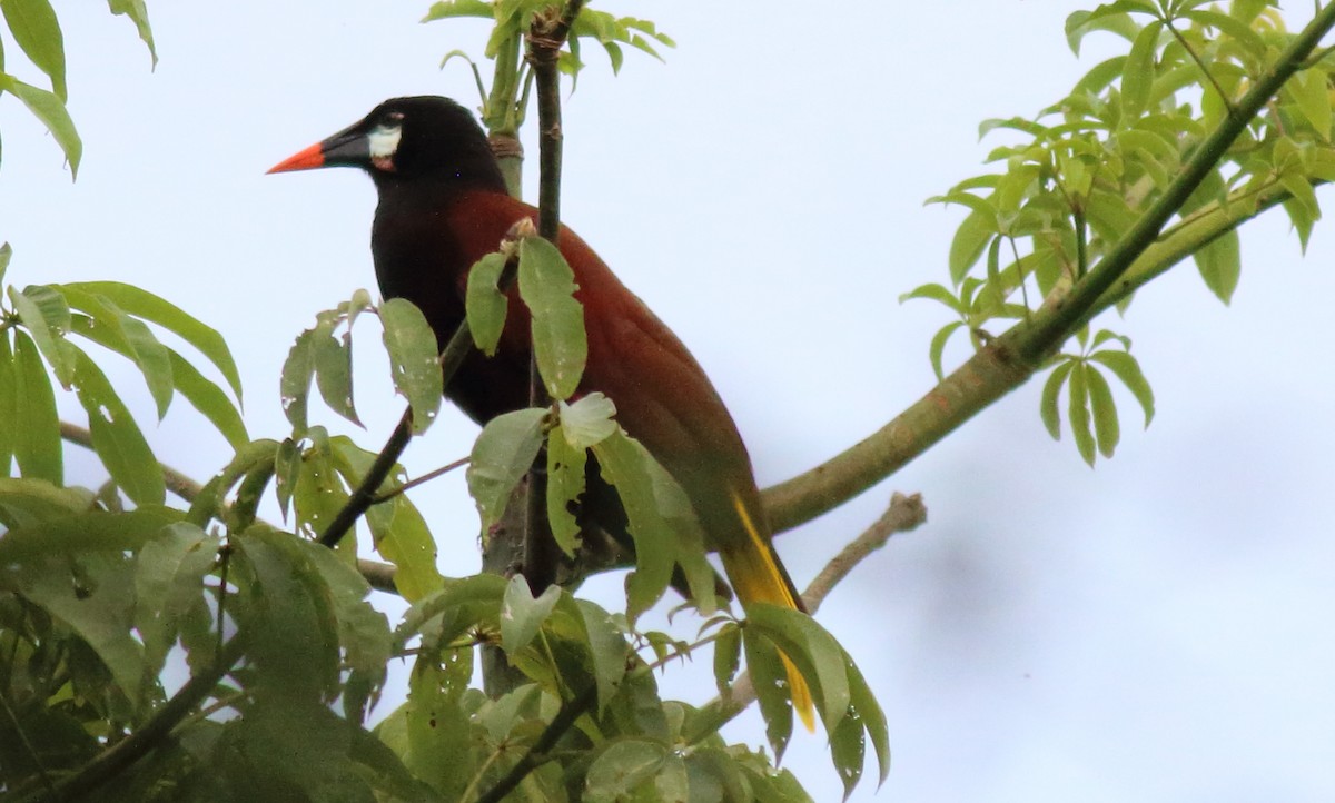 Montezuma Oropendola - ML186245921