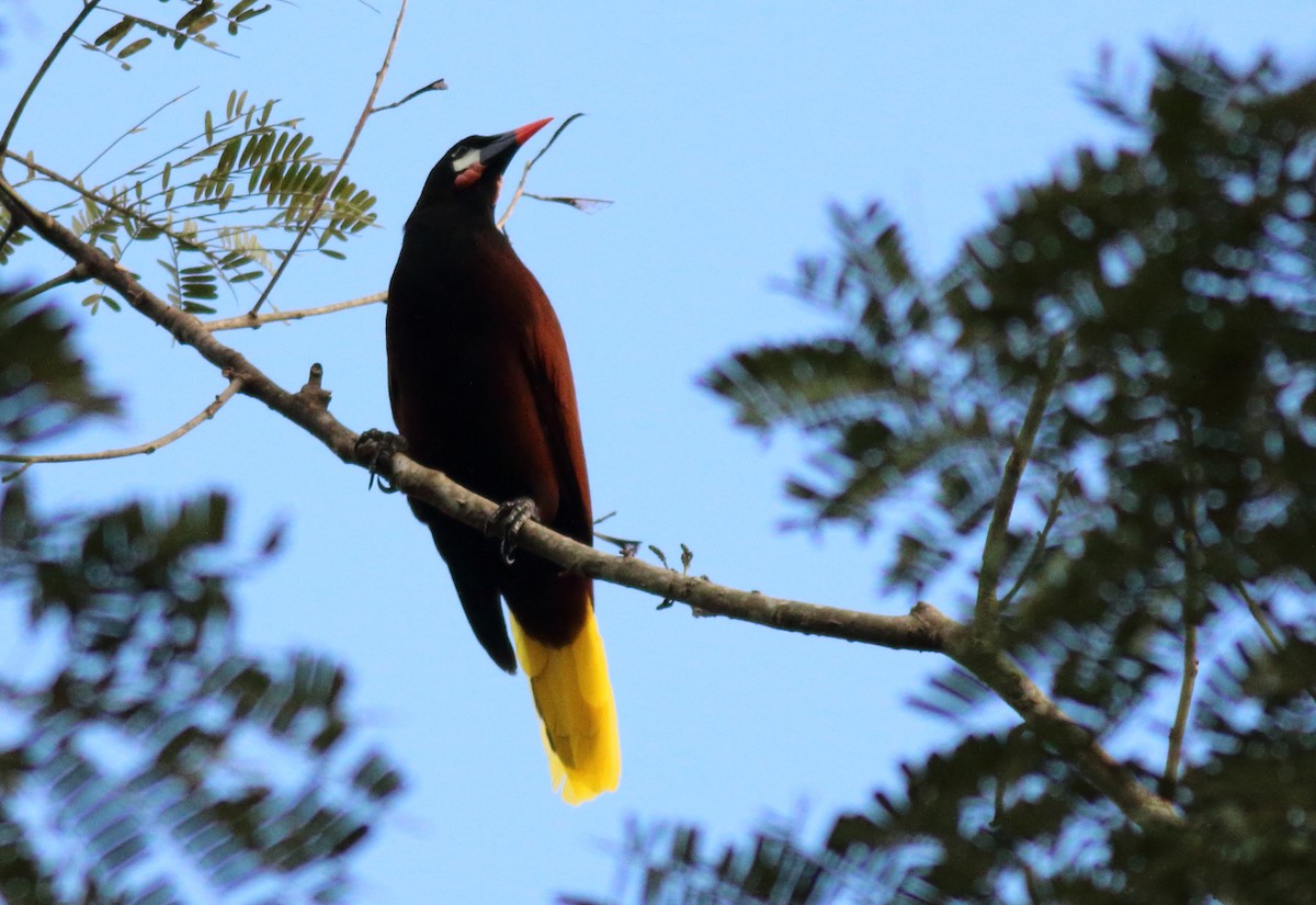 Montezuma Oropendola - ML186245951