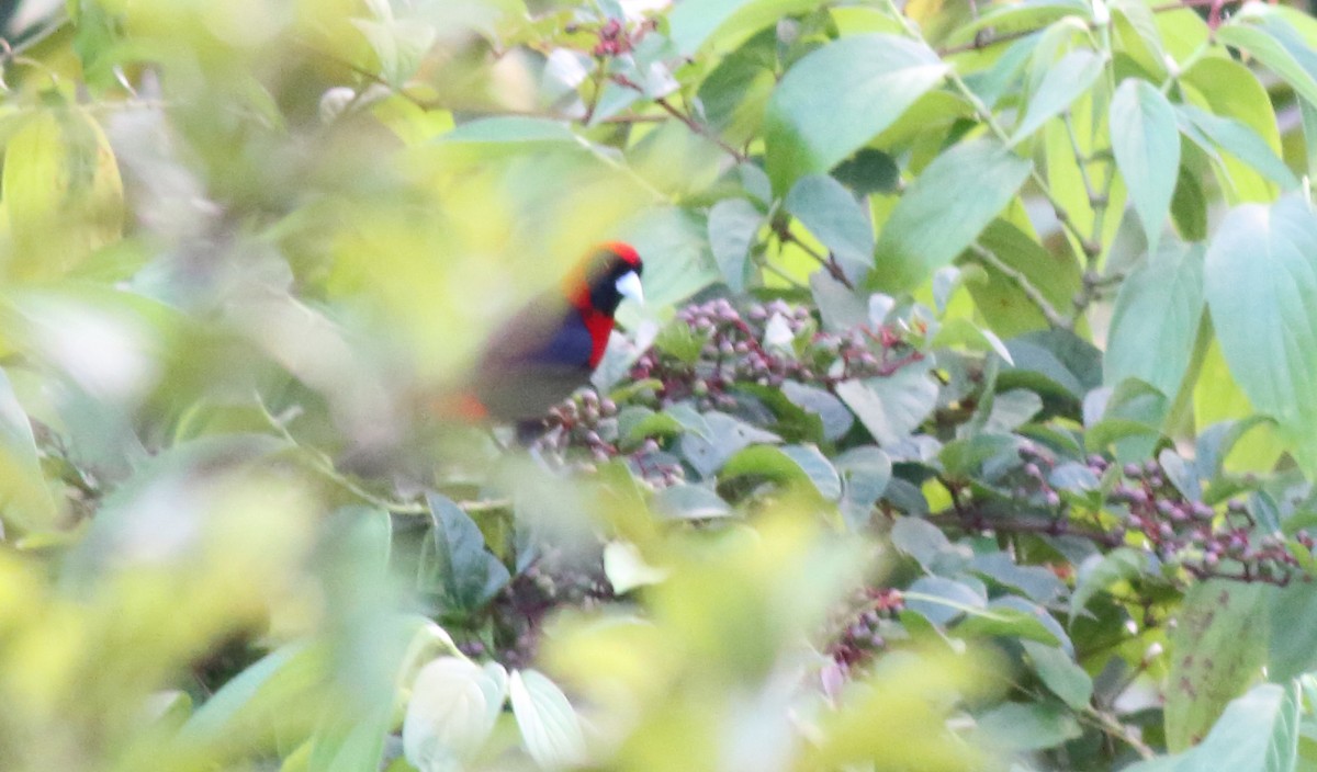 Crimson-collared Tanager - ML186246141
