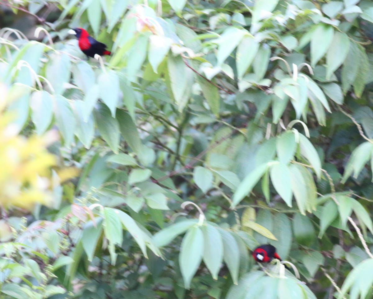 Crimson-collared Tanager - ML186246211