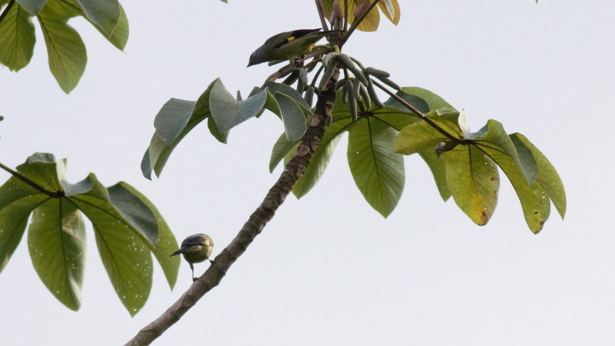 Yellow-winged Tanager - ML186247711