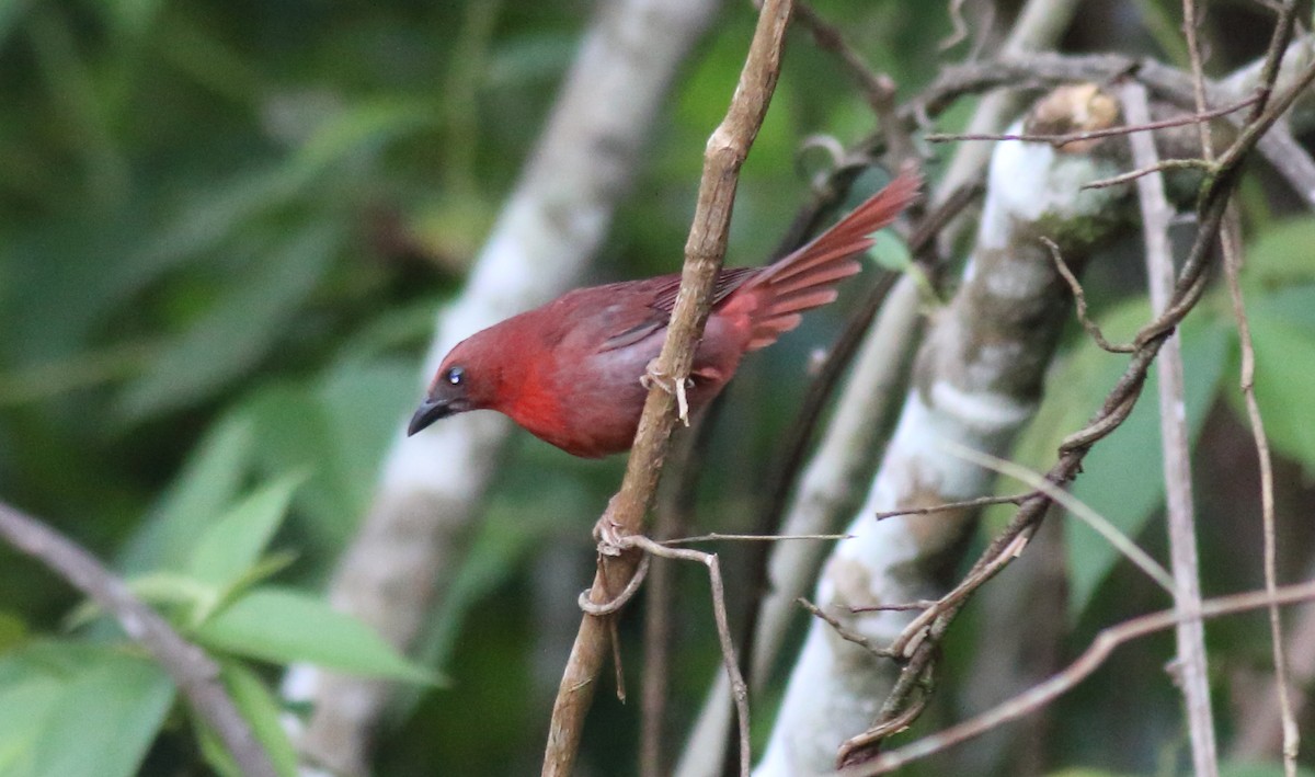 Red-throated Ant-Tanager - ML186247841