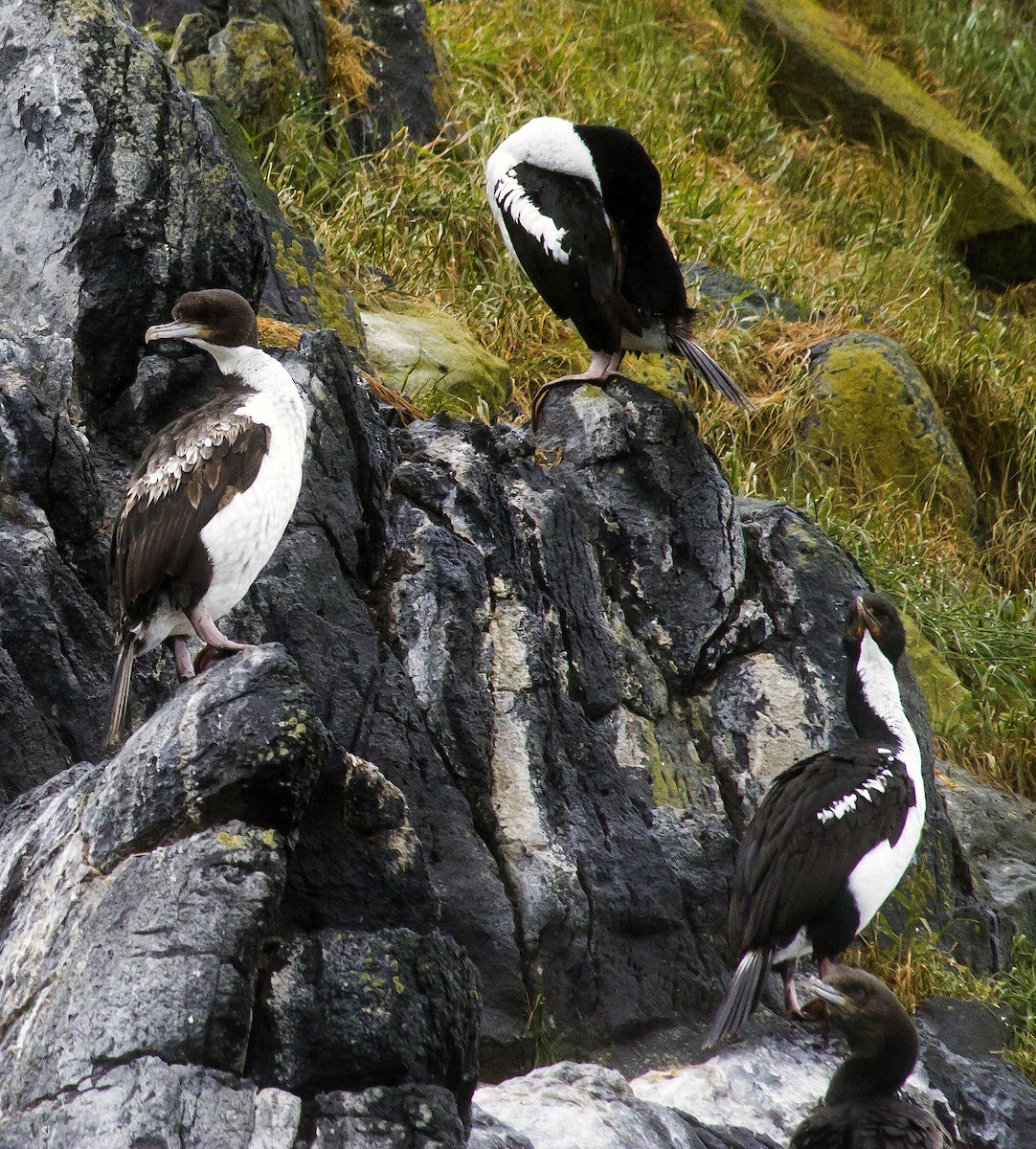 Stewart Island Shag - ML186248061