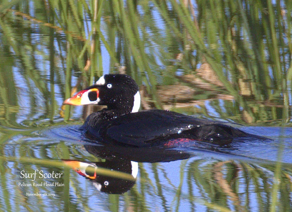 Surf Scoter - ML186248251