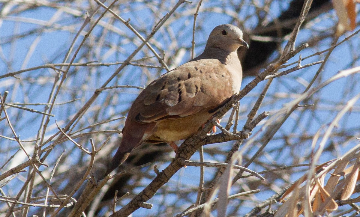 Ruddy Ground Dove - ML186250571