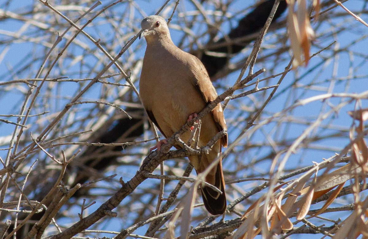 Ruddy Ground Dove - Nick Pulcinella