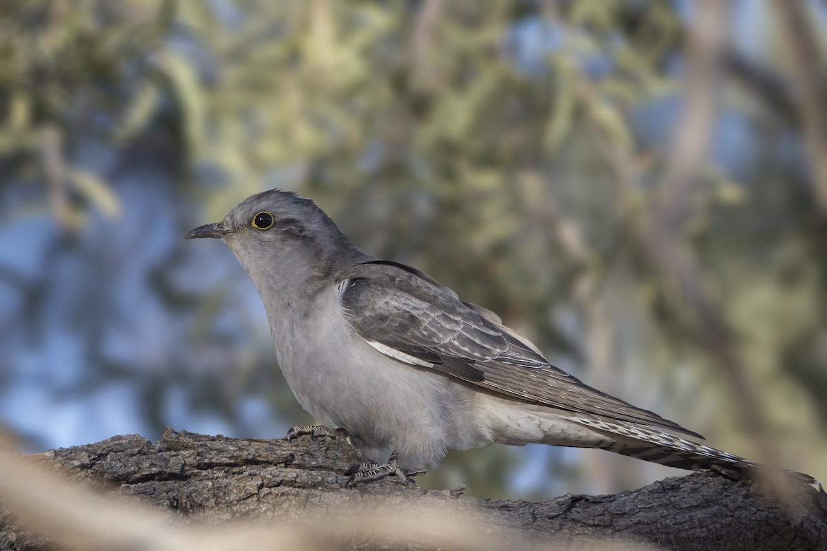 Pallid Cuckoo - ML186253761