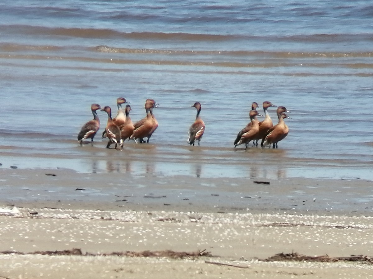 Fulvous Whistling-Duck - Fernando Vilariño