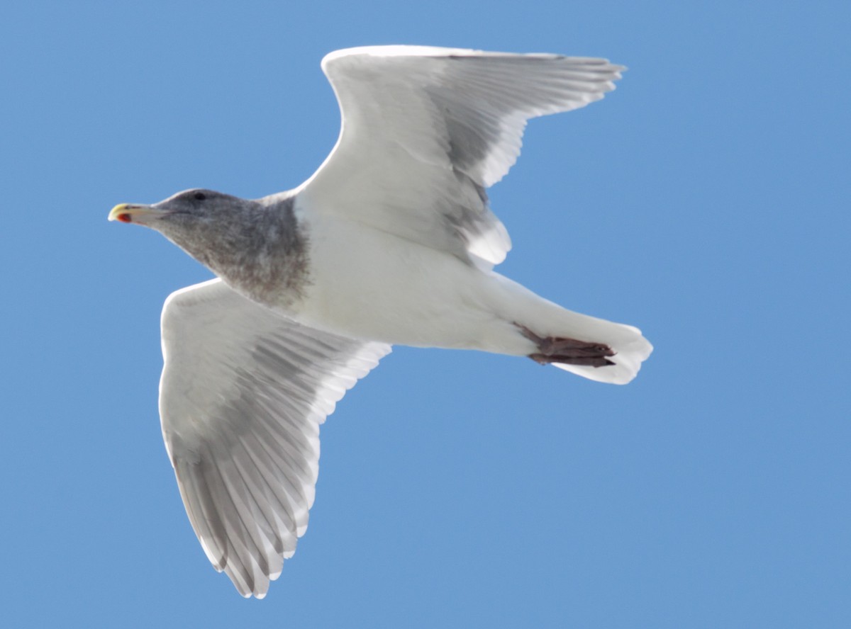 Glaucous-winged Gull - ML186255441