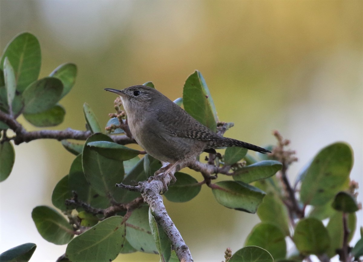 House Wren - ML186255741