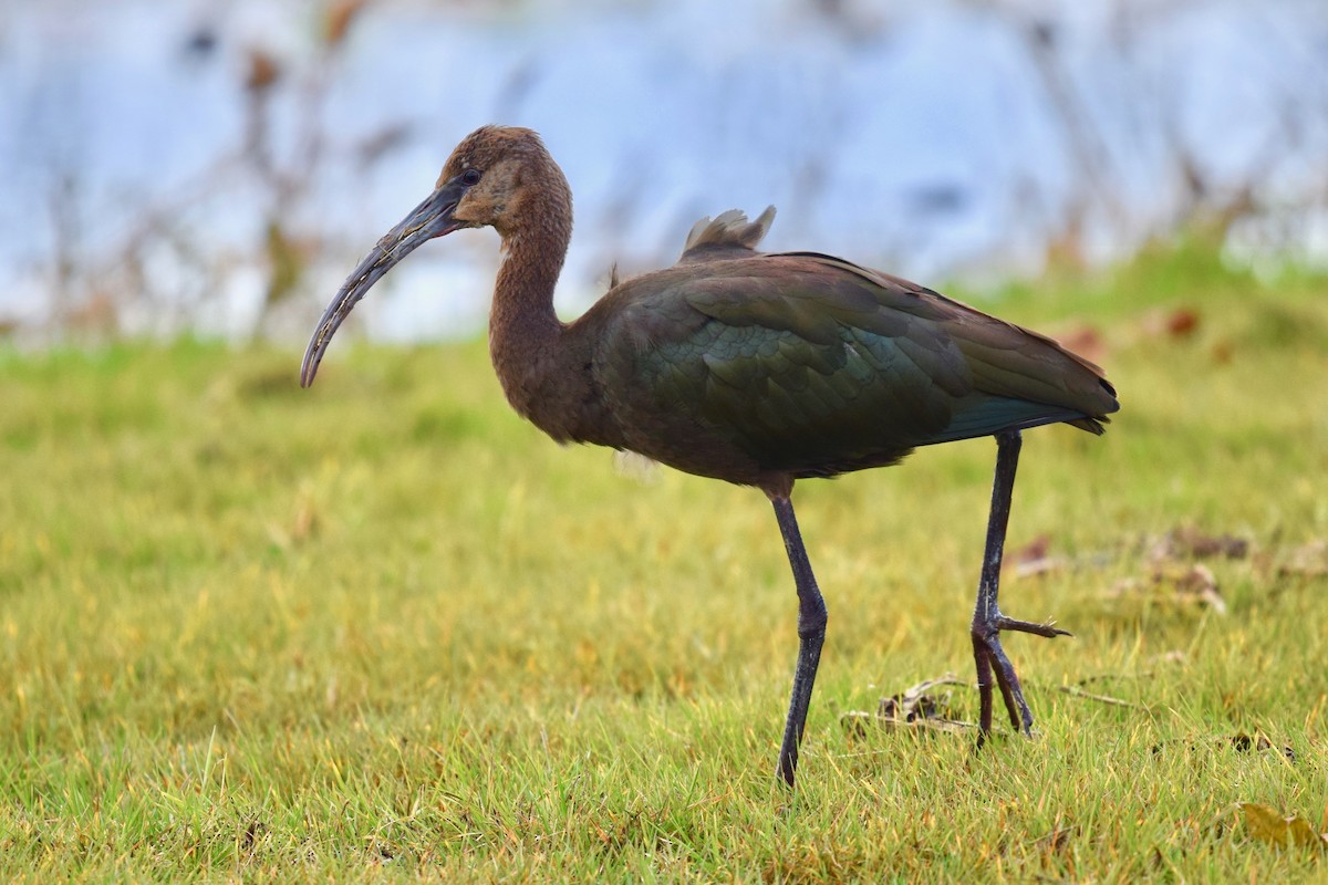 Ibis à face blanche - ML186256391