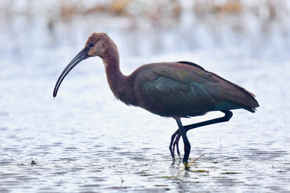 ibis americký - ML186256401