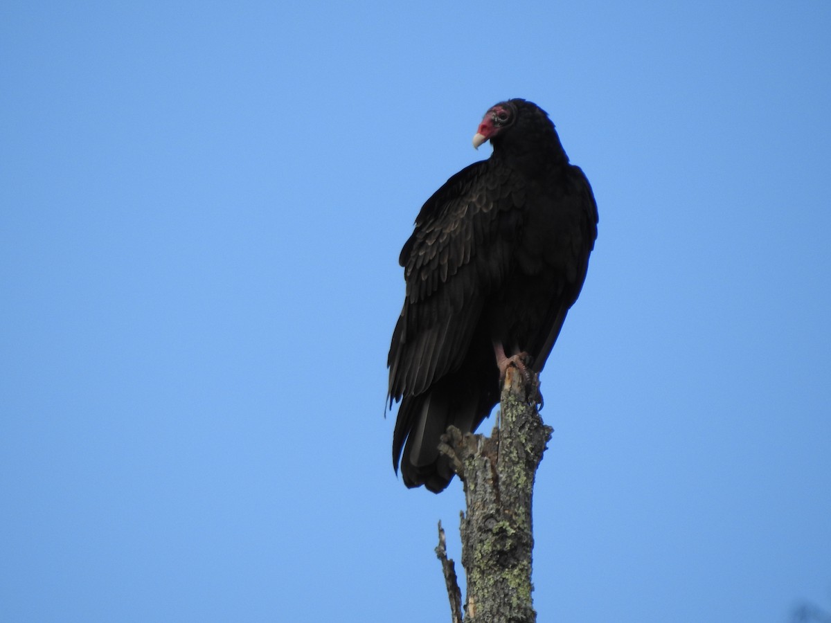 Urubu à tête rouge - ML186257821