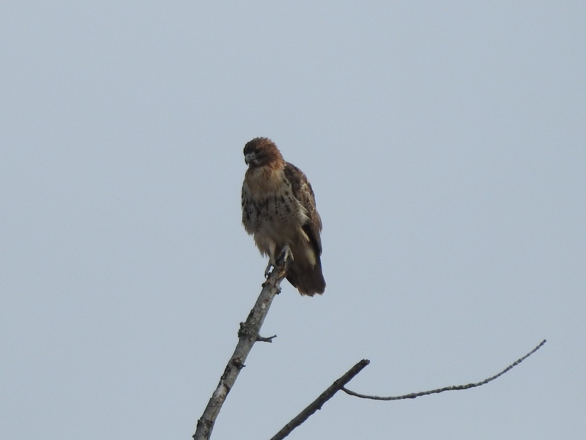 Red-tailed Hawk - ML186258211