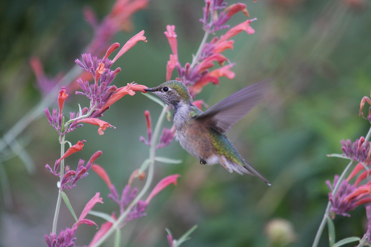 Broad-tailed Hummingbird - Meaghan Conway