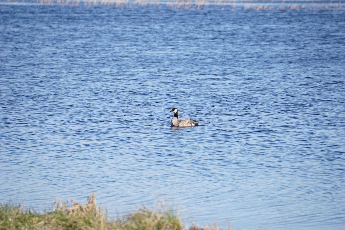 Cackling Goose - Joe McDonnell