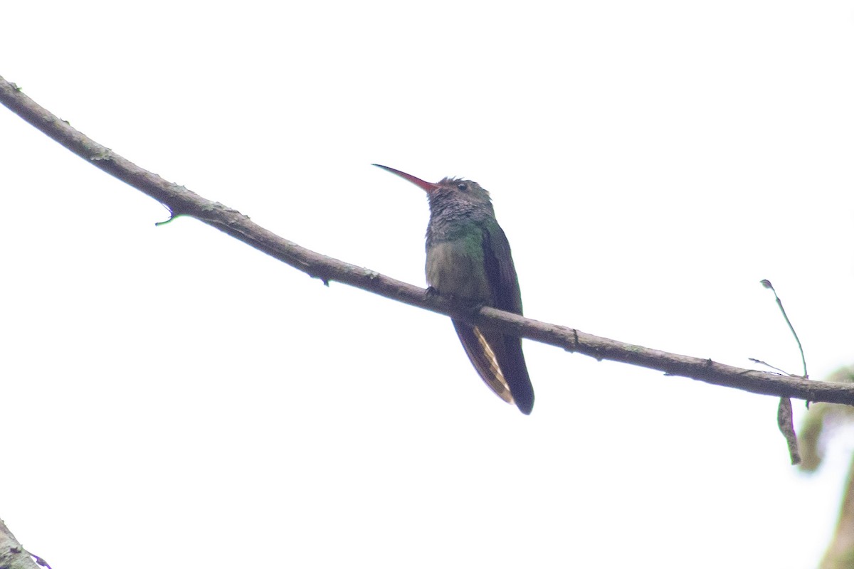 Rufous-tailed Hummingbird - ML186260401