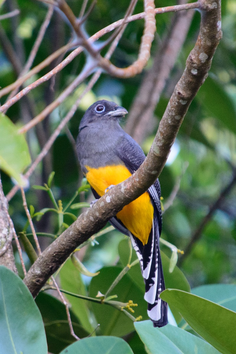 Trogon à queue blanche - ML186261931